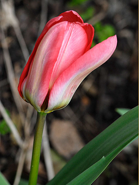 http://mariaepolanco.files.wordpress.com/2008/03/tulipan.jpg