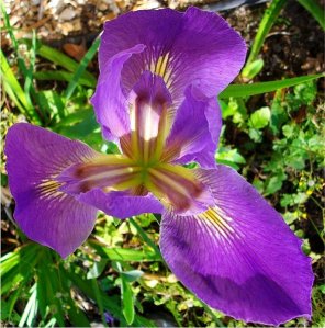 iris-azul