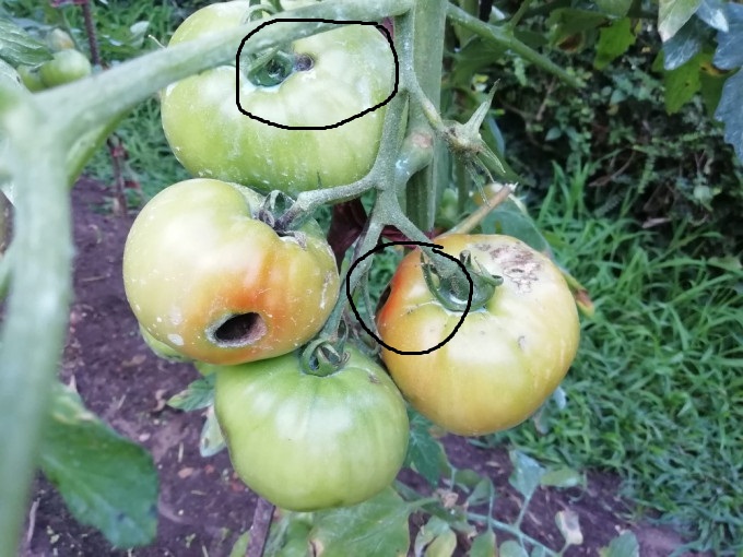 tomates con oruga