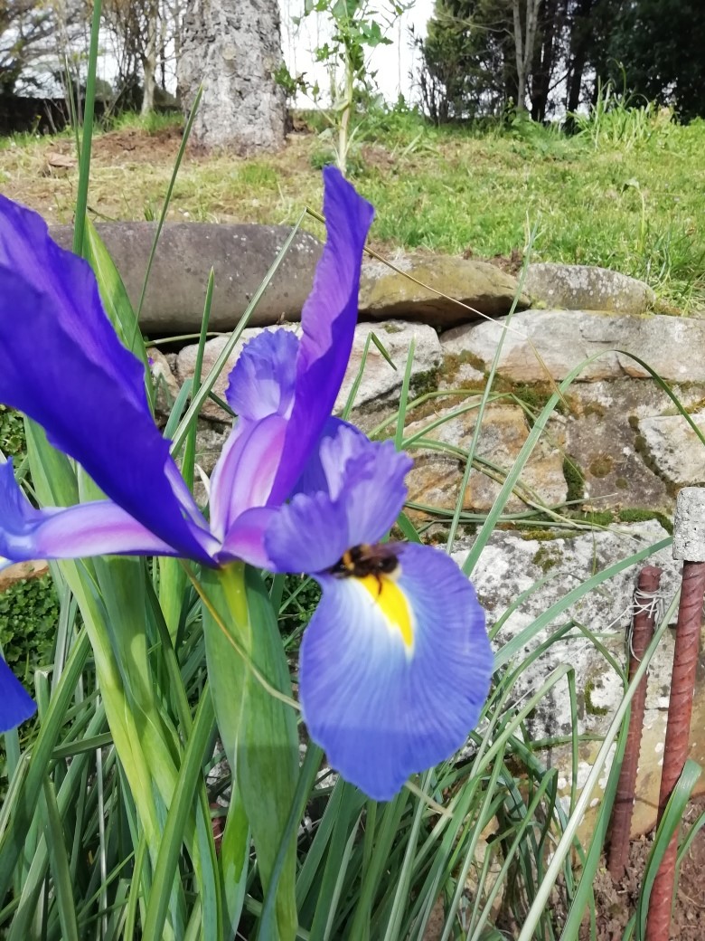 iris abejorro