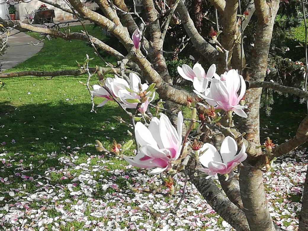 petalos magnolia