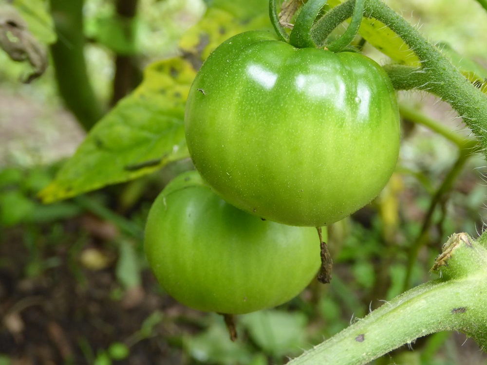 junio tomates1