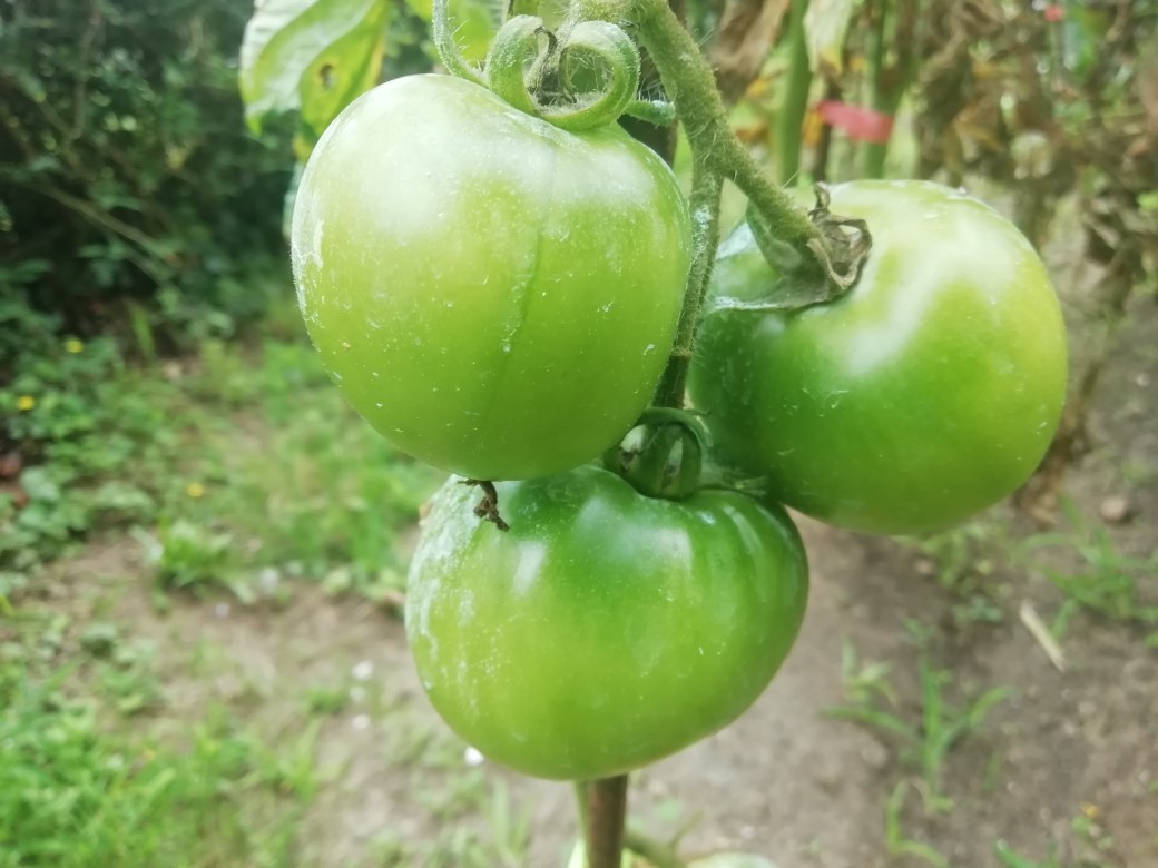 tomatesverdes