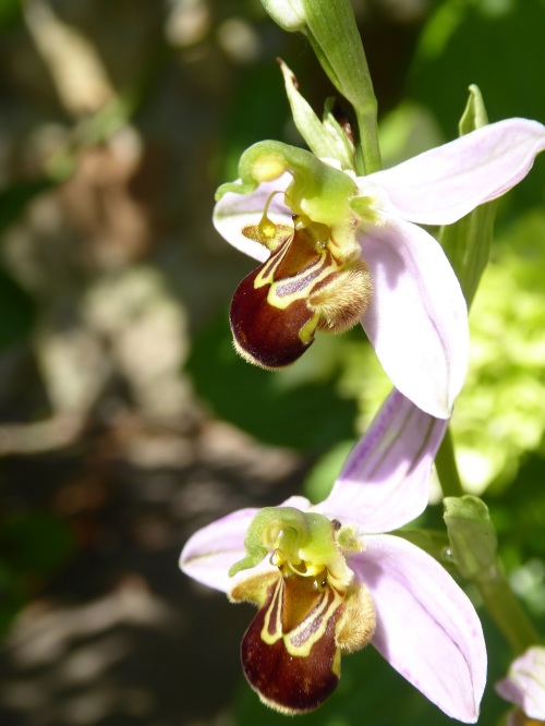 orquidearecuperada