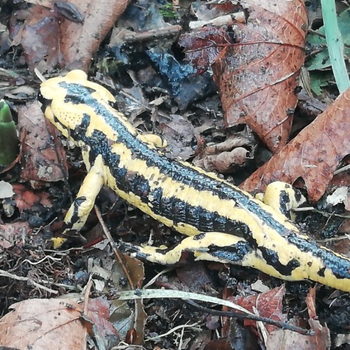 salamandra1
