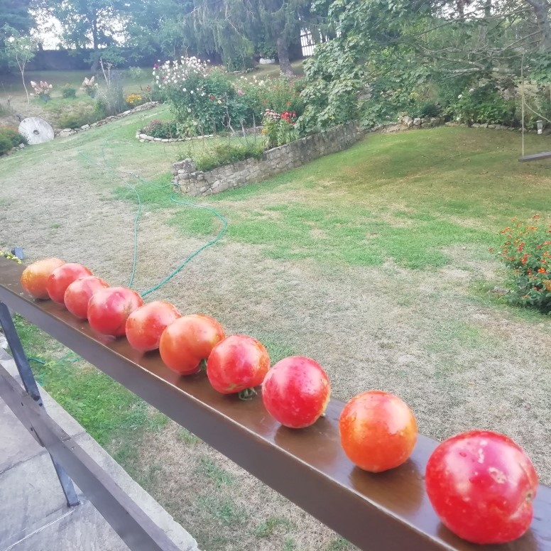 tomates3cosecha2