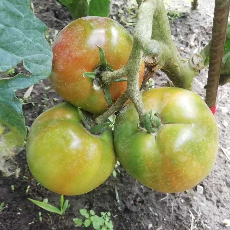 tomate9