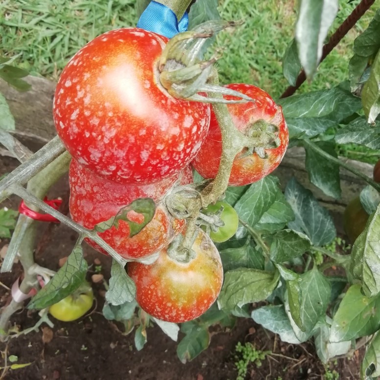 tomates6