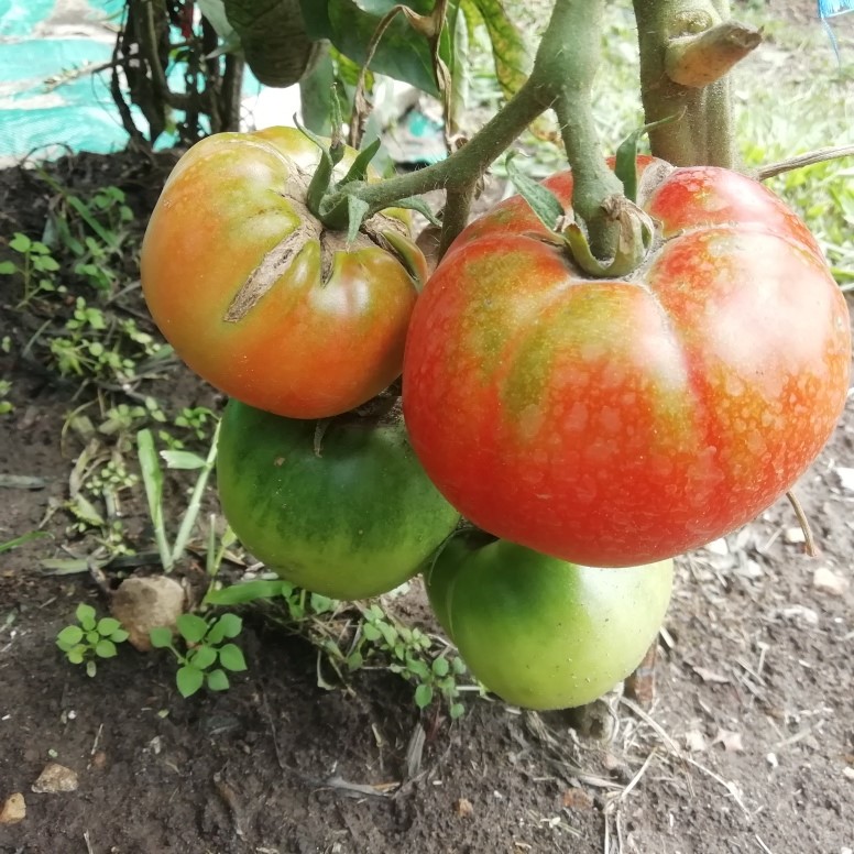 tomates9