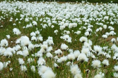 26621313-prado-de-la-hierba-de-algodón-florece-en-verano
