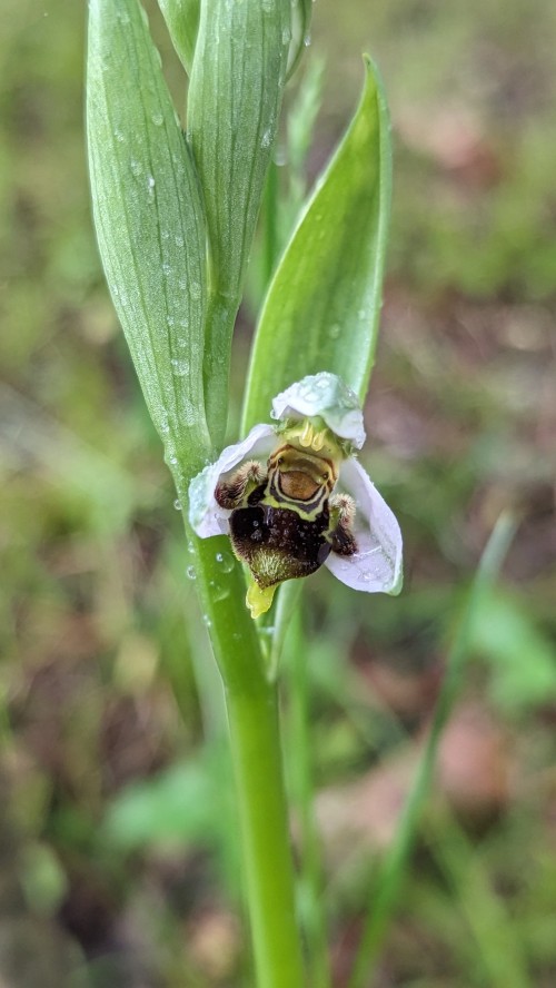 orquidea abeja mojada